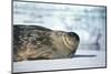 Weddell Seal Lying on Ice-DLILLC-Mounted Photographic Print