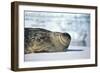 Weddell Seal Lying on Ice-DLILLC-Framed Photographic Print