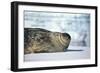 Weddell Seal Lying on Ice-DLILLC-Framed Photographic Print