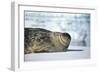 Weddell Seal Lying on Ice-DLILLC-Framed Photographic Print