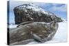 Weddell Seal on Deception Island, Antarctica-Paul Souders-Stretched Canvas