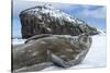 Weddell Seal on Deception Island, Antarctica-Paul Souders-Stretched Canvas