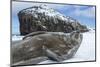 Weddell Seal on Deception Island, Antarctica-Paul Souders-Mounted Photographic Print