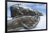 Weddell Seal on Deception Island, Antarctica-Paul Souders-Framed Photographic Print