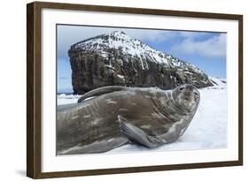 Weddell Seal on Deception Island, Antarctica-Paul Souders-Framed Photographic Print