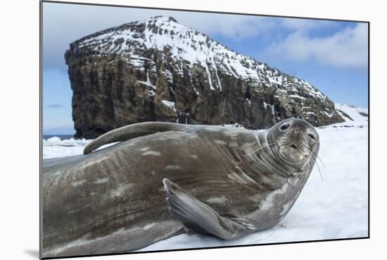 Weddell Seal on Deception Island, Antarctica-Paul Souders-Mounted Photographic Print