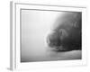 Weddell Seal resting in snow on Deception Island, Antarctica-Paul Souders-Framed Photographic Print