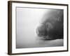 Weddell Seal resting in snow on Deception Island, Antarctica-Paul Souders-Framed Photographic Print