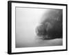 Weddell Seal resting in snow on Deception Island, Antarctica-Paul Souders-Framed Photographic Print