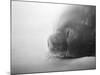 Weddell Seal resting in snow on Deception Island, Antarctica-Paul Souders-Mounted Photographic Print