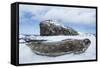 Weddell Seal resting on Deception Island, Antarctica-Paul Souders-Framed Stretched Canvas