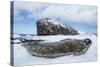 Weddell Seal resting on Deception Island, Antarctica-Paul Souders-Stretched Canvas