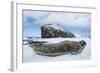 Weddell Seal resting on Deception Island, Antarctica-Paul Souders-Framed Photographic Print
