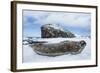 Weddell Seal resting on Deception Island, Antarctica-Paul Souders-Framed Photographic Print