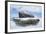 Weddell Seal resting on Deception Island, Antarctica-Paul Souders-Framed Photographic Print