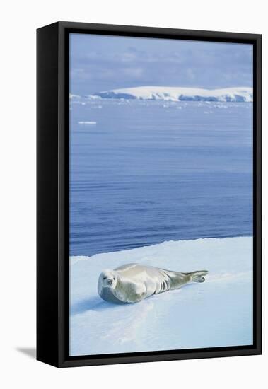 Weddell Seal Resting on Iceberg-Paul Souders-Framed Stretched Canvas