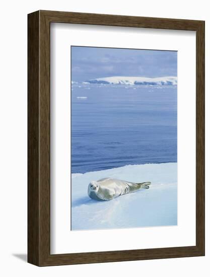 Weddell Seal Resting on Iceberg-Paul Souders-Framed Photographic Print