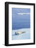 Weddell Seal Resting on Iceberg-Paul Souders-Framed Photographic Print
