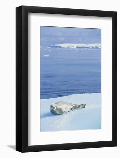 Weddell Seal Resting on Iceberg-Paul Souders-Framed Photographic Print