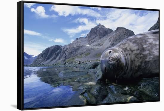 Weddell Seal Resting on Rocks-Paul Souders-Framed Stretched Canvas