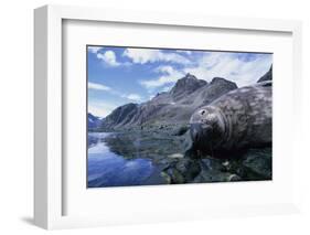 Weddell Seal Resting on Rocks-Paul Souders-Framed Photographic Print