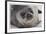 Weddell Seal-Donald Paulson-Framed Giclee Print