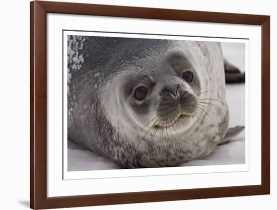 Weddell Seal-Donald Paulson-Framed Giclee Print