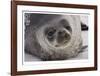 Weddell Seal-Donald Paulson-Framed Giclee Print