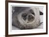 Weddell Seal-Donald Paulson-Framed Giclee Print