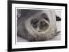 Weddell Seal-Donald Paulson-Framed Giclee Print