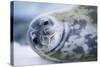 Weddell Seal-Paul Souders-Stretched Canvas