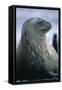 Weddell Seal-DLILLC-Framed Stretched Canvas