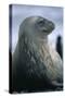 Weddell Seal-DLILLC-Stretched Canvas