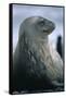 Weddell Seal-DLILLC-Framed Stretched Canvas