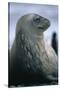 Weddell Seal-DLILLC-Stretched Canvas