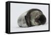 Weddell Seal-Joe McDonald-Framed Stretched Canvas