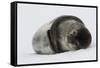 Weddell Seal-Joe McDonald-Framed Stretched Canvas