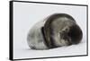 Weddell Seal-Joe McDonald-Framed Stretched Canvas