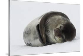 Weddell Seal-Joe McDonald-Stretched Canvas