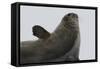 Weddell Seal-Joe McDonald-Framed Stretched Canvas