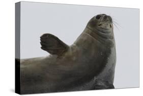 Weddell Seal-Joe McDonald-Stretched Canvas