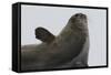 Weddell Seal-Joe McDonald-Framed Stretched Canvas