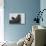 Weddell Seal-Joe McDonald-Stretched Canvas displayed on a wall