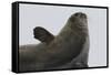 Weddell Seal-Joe McDonald-Framed Stretched Canvas