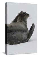 Weddell Seal-Joe McDonald-Stretched Canvas