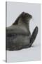 Weddell Seal-Joe McDonald-Stretched Canvas