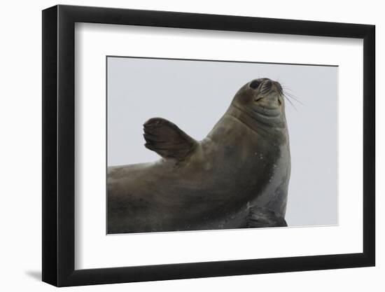 Weddell Seal-Joe McDonald-Framed Premium Photographic Print