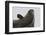 Weddell Seal-Joe McDonald-Framed Premium Photographic Print