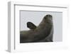 Weddell Seal-Joe McDonald-Framed Premium Photographic Print