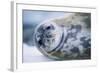 Weddell Seal-Paul Souders-Framed Photographic Print